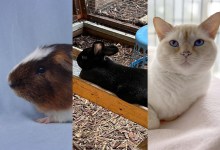 Patches, Onyx, and Theo