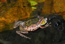 Community Science Bioblitz Nature Walk