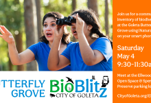 BioBlitz at Goleta Butterfly Grove