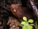 Amphibian Week Webinar: Unleashing iNaturalist