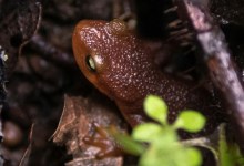 Amphibian Week Webinar: Unleashing iNaturalist