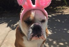 The Home Page | Some Bunny’s House Hunting