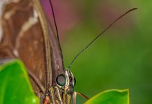 Butterflies Alive! Exhibit Opens