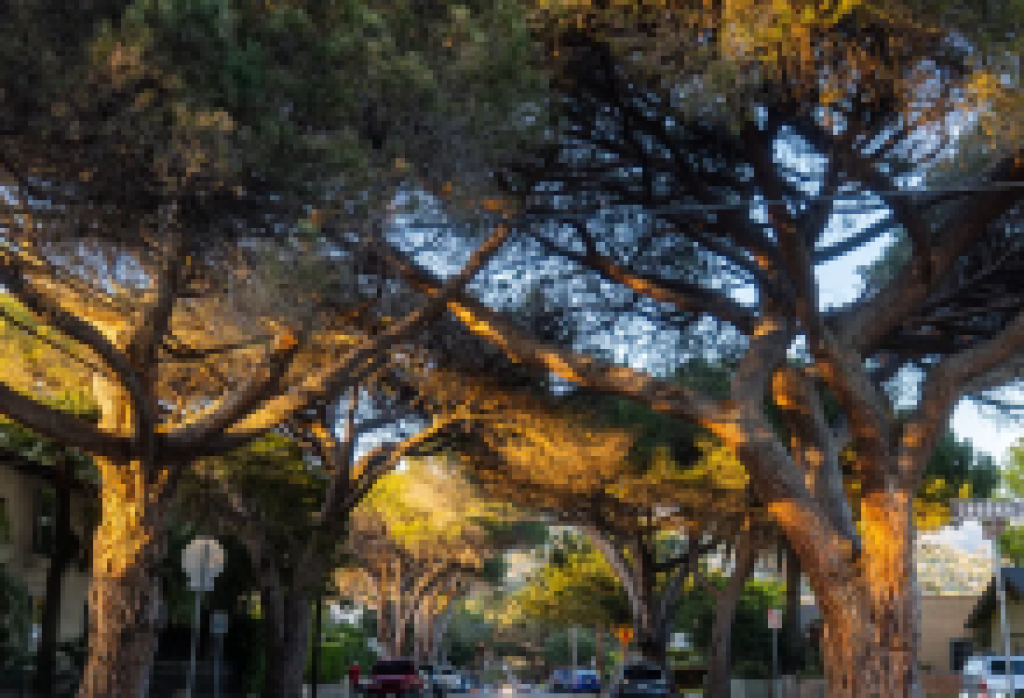 El mes próximo comenzará la poda y retirada de algunos pinos piñoneros italianos de la calle Anapamu