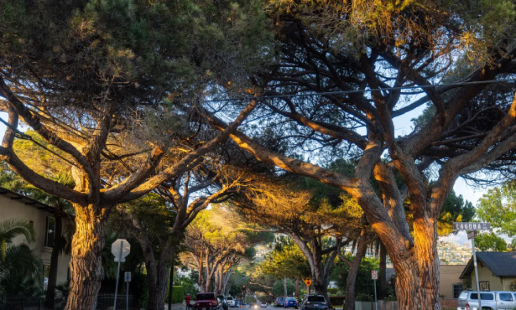 Pruning and Removal of Select Anapamu Street Italian Stone Pines to Begin Next Month
