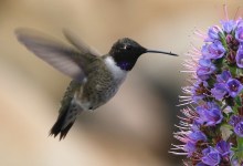 The Meteor with Needle Bill