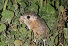 Adorable Rodents on the Highveld Beat