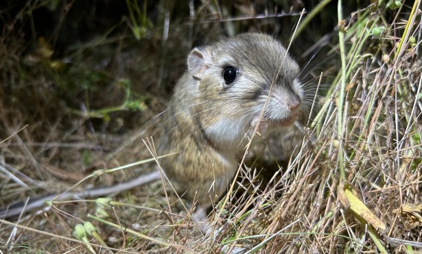 Adorable Rodents on the Highveld Beat
