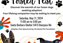 Find Your Forever Adoptable Friend at Foster Fest!