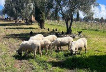 Farm Tour Gold at Wanderment Farms