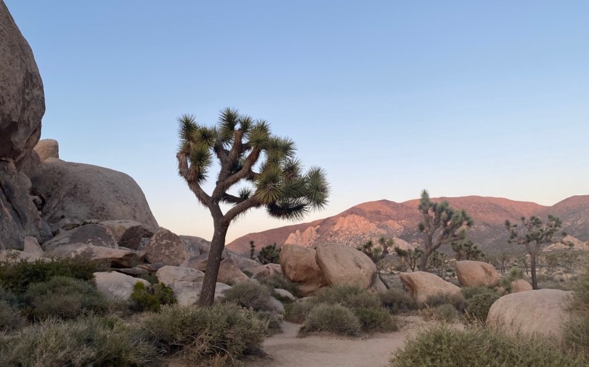 Joshua Tree by Day and Night, Town and Rugged Country