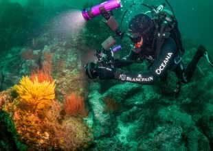 Oceana and Blancpain Conduct Ocean Expedition Around the Channel Islands 