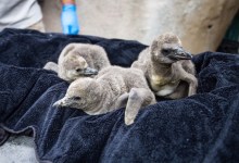 Santa Barbara Zoo Welcomes Three Baby Humboldt Penguins