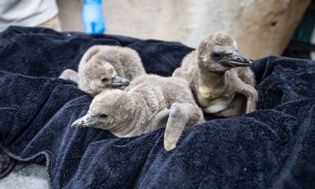 Santa Barbara Zoo Welcomes Three Baby Humboldt Penguins