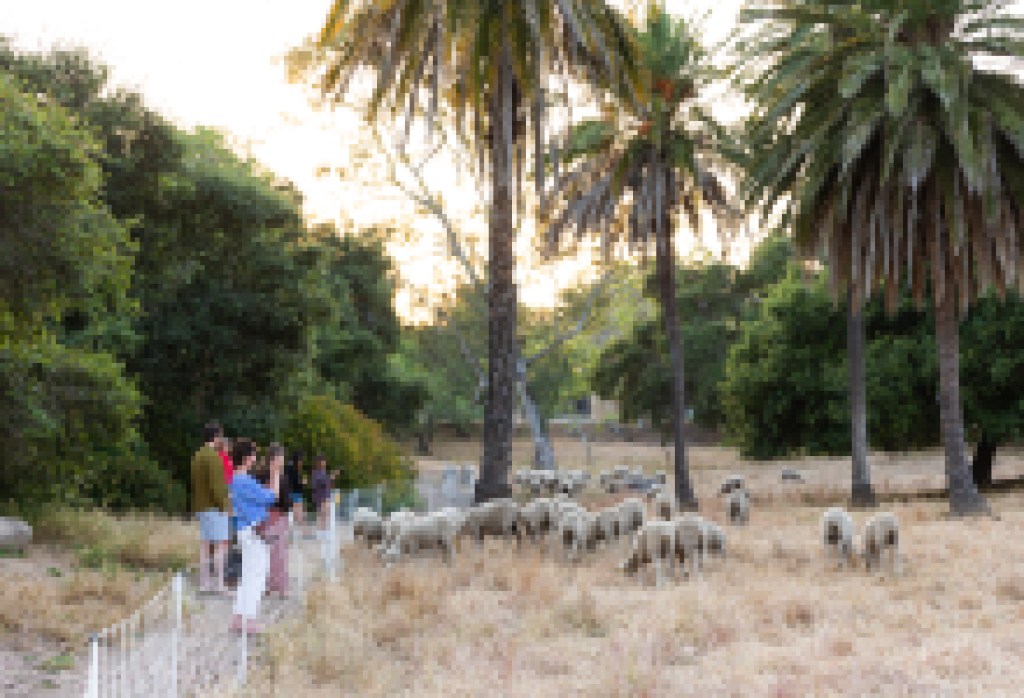 Grazing Sheep Return to Santa Barbara Parks Ahead of Wildfire Season