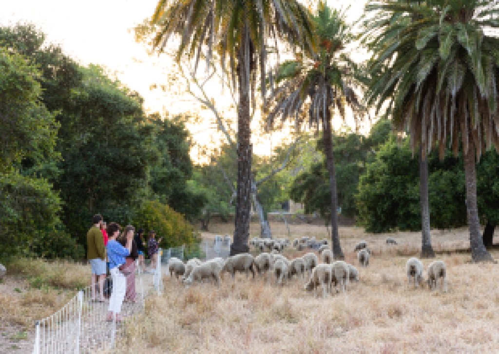 Las ovejas de pastoreo regresan a los parques de Santa Bárbara antes de la temporada de incendios forestales