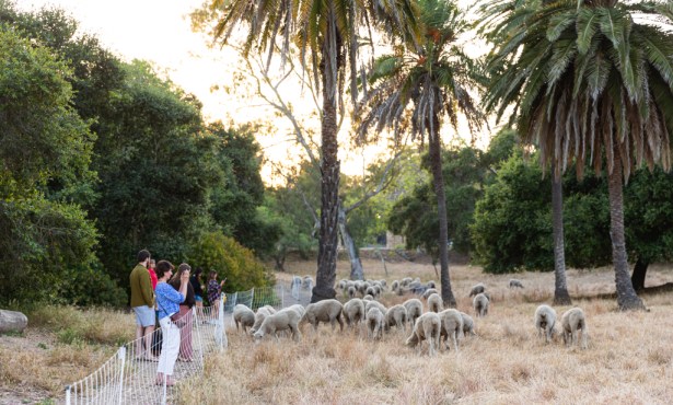 Grazing Sheep Return to Santa Barbara Parks Ahead of Wildfire Season