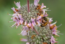 Get to Know and Grow: Salvia