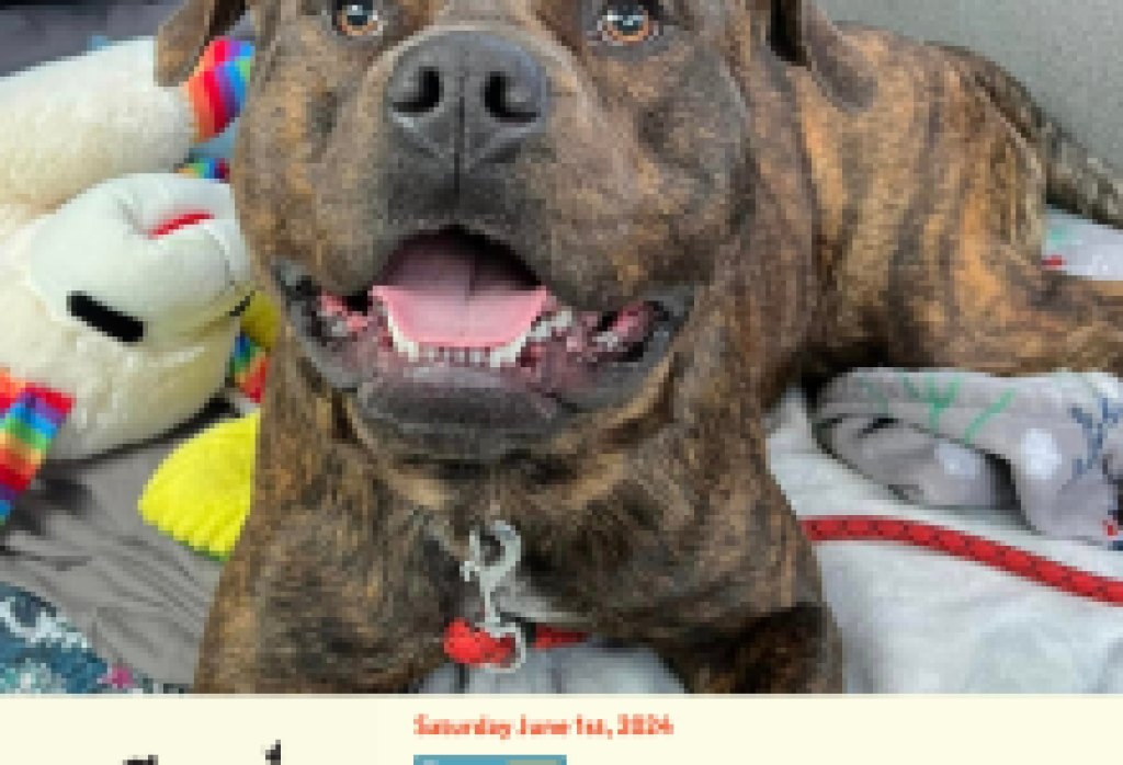 SBCAS se une CalAnimals y la ASPCA Para el Día Inaugural de Adopta una Mascota en California
