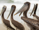 Sick Brown Pelican Numbers Shoot Upward