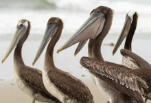 Sick Brown Pelican Numbers Shoot Upward