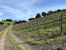Santa Barbara Winemakers Renew Push for Business Improvement District