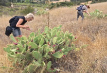 UC Santa Barbara Art Professor Lisa Jevbratt Explores History of Plants Through Textiles