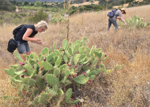 UC Santa Barbara Art Professor Lisa Jevbratt Explores History of Plants Through Textiles