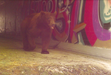 State Bill Aims to Promote Wildlife Corridors Across California