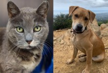 Little Girl and Rizzo