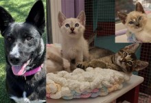 Leia, Opal, Pearl, and Onyx