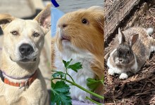 Taylor, Toffee, and Bezai