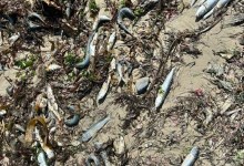 Fish Die-Off at Leadbetter Beach Remains a Mystery