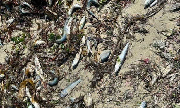 Fish Die-Off at Leadbetter Beach Remains a Mystery