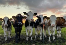 Bird Flu Making Its Way Across the States by Way of Dairy Cows