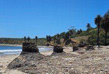Refugio State Beach’s Shoreline Reduced to Graveyard of Stumps