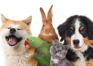 Our Beloved Pets & Animals, 2024 Edition