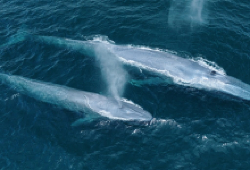 Ocean Users Urged to Use Care as Abundance of Mother/Calf Blue Whale Pairs are Seen in Channel Islands National Marine Sanctuary