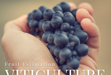 Peake Ranch Winery Viticulture Series