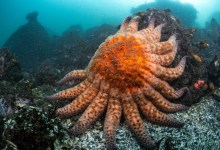 How Sunflower Stars Can Save California’s Vanishing Kelp Forests