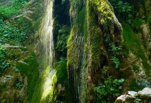 Rose Valley Falls Herb Walk with Lanny Kaufer