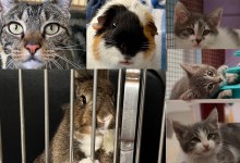 Caeden, Osa, Heather, Cinnabon, Jellyroll, Eclair, and Apple Fritter