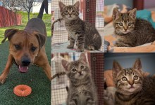 Champ, Tiger, Tiger Lily, Rex, and Racer