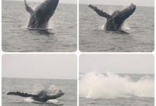 A Whale of a Day Trip to Santa Cruz Island