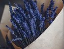 Foxen Canyon Farm Lavender U-Pick