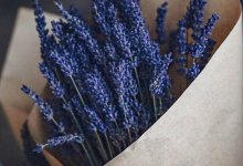 Foxen Canyon Farm Lavender U-Pick