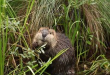 NatureTrack Film Fest Kicks Off Summer Series at El Cap