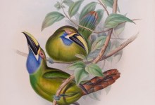 Watercolor Workshop: Splendid Plumage