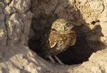 Burrowing Owls Closer to Securing Protections Under California Endangered Species Act 