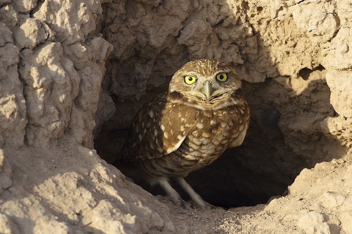 Owl Protection Burrowing Owls Closer to Securing Protections Under California ...